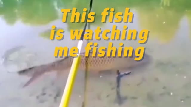 This fish is watching me fishing