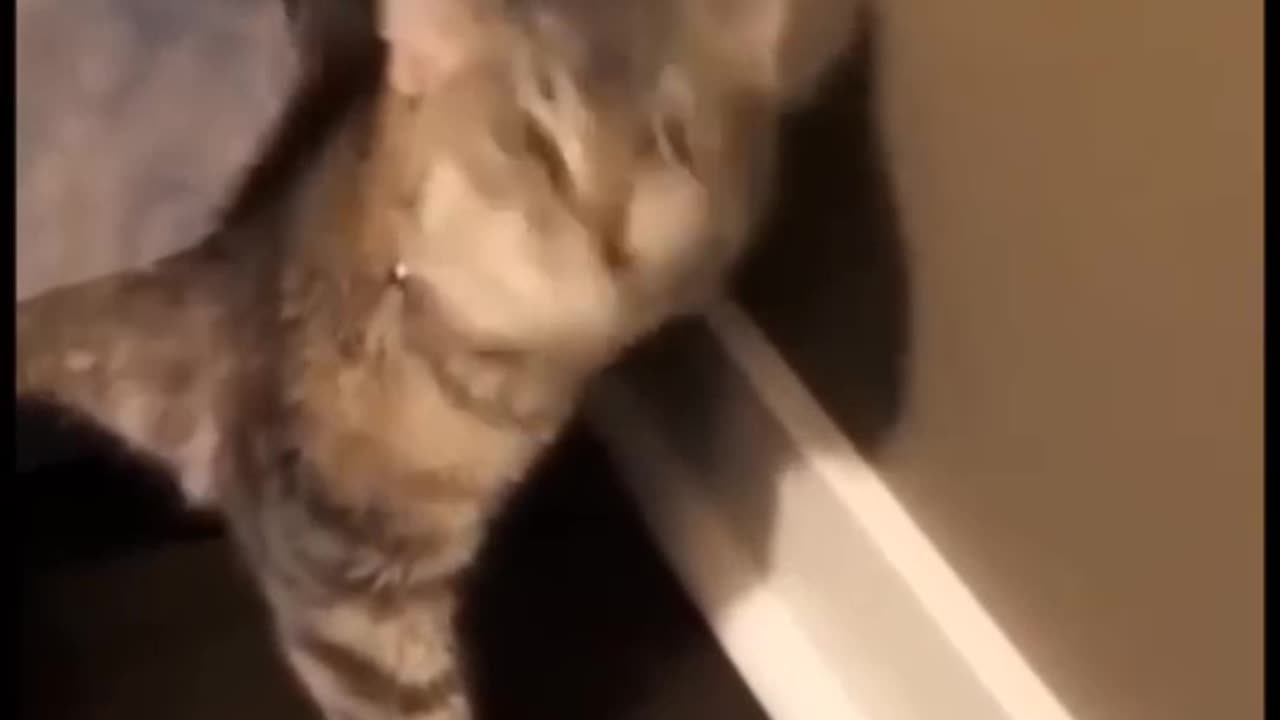 Funny video