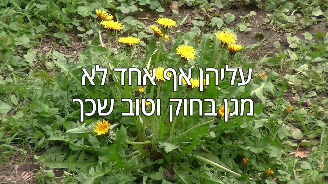 ברכה לפסח - הזדמנויות חדשות