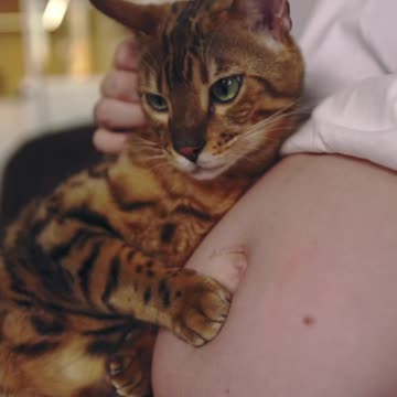 Cat is in love with pregnant women