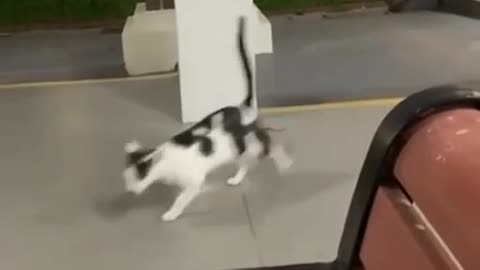 Tom & Jerry