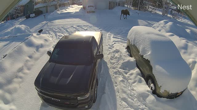 Small Dog Stands Up to Massive Moose