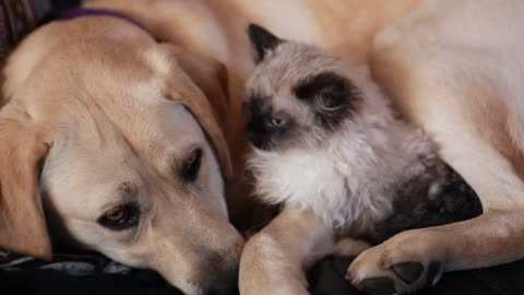 Gatito y cachorro se acurrucan adorablemente