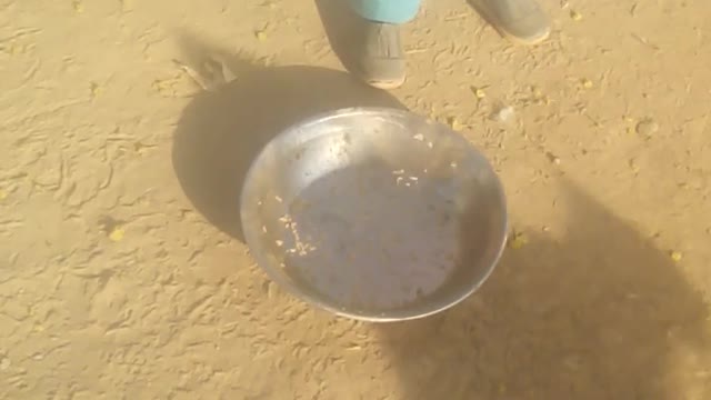 funny hens eating rice and children runing