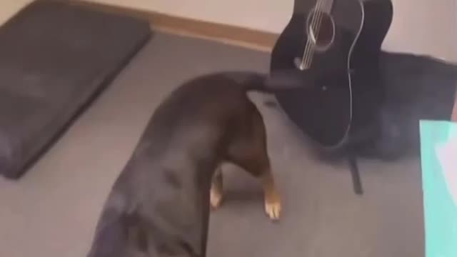 'Musician' dog finds a new way to play guitar..withs its tail