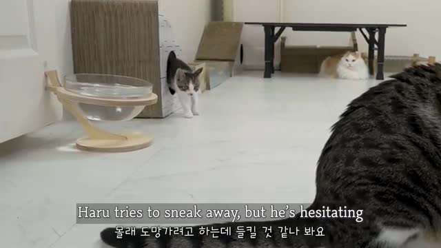 The Rescued Kitten and the Big Cat Want to Know More about Each Other