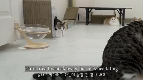 The Rescued Kitten and the Big Cat Want to Know More about Each Other
