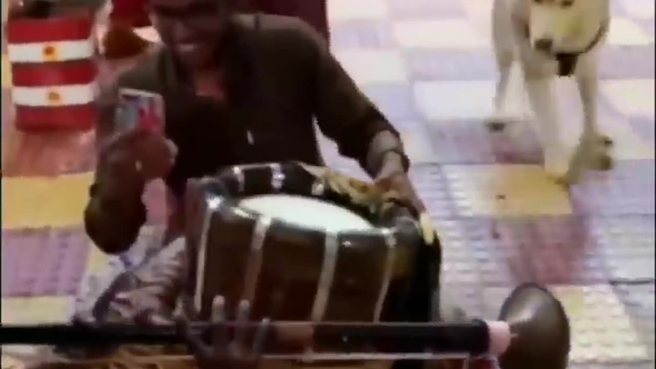 funny animals video