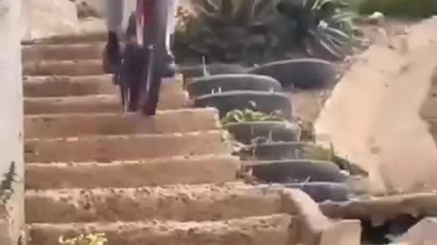 Funny videos collection