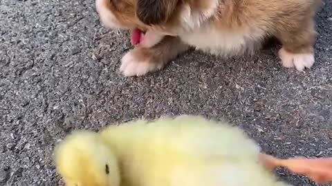 Video Dog