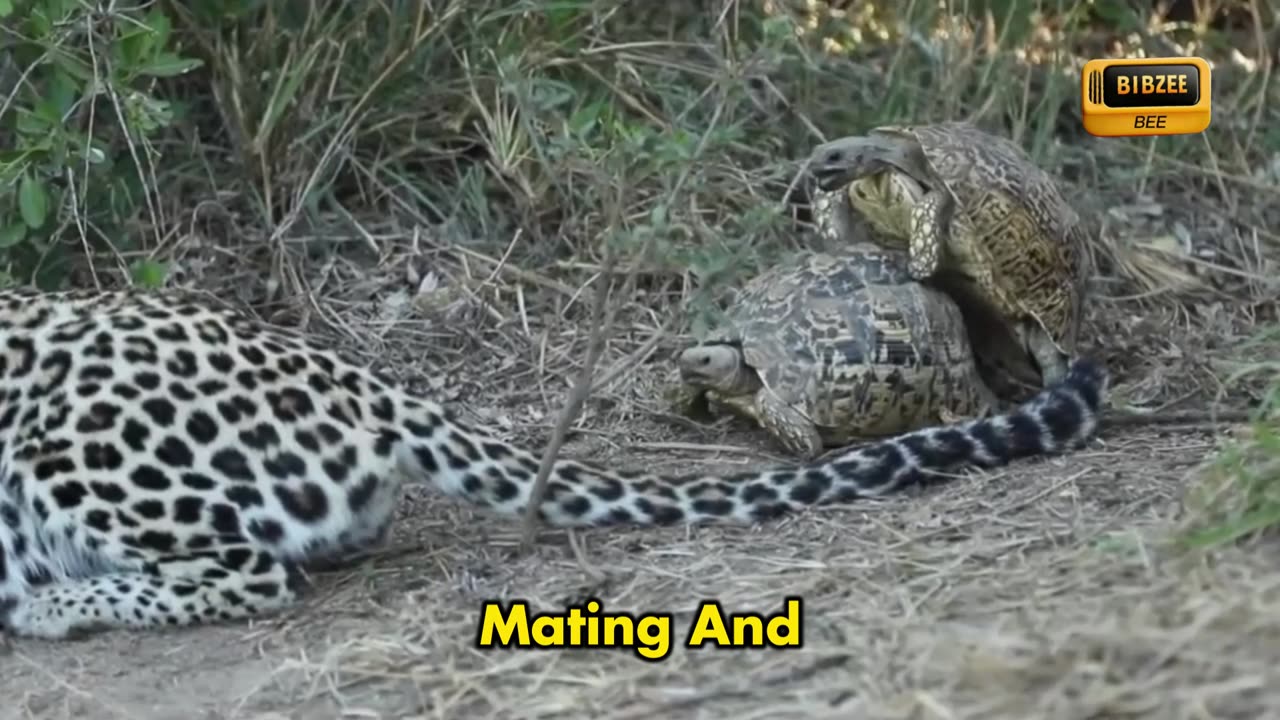 mating tortoise interrupts a leopard hunt