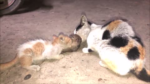 Cat Mom and Kitten Catching Eating Big Mouse Together | Viral Cat