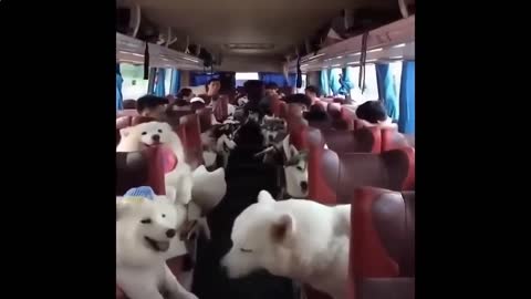 a whole busload of dogs