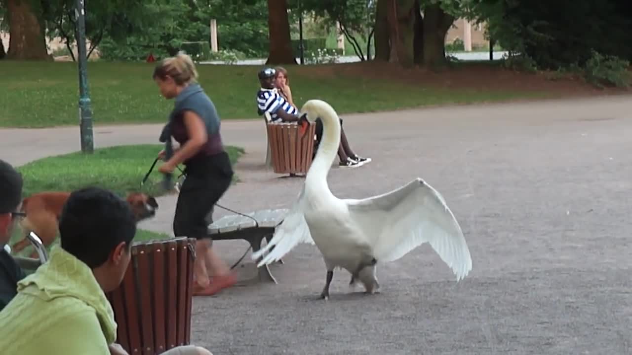 Dog vs Swan in Strasbourg, France