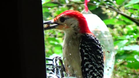 Red-bellied Woodpecker