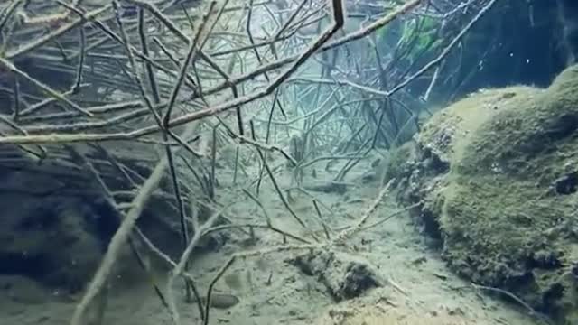Amazing world 🥰There are many fish here 🥰