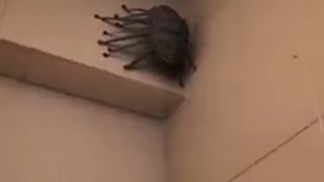 Strange Alien Spider Creature Found In Shower