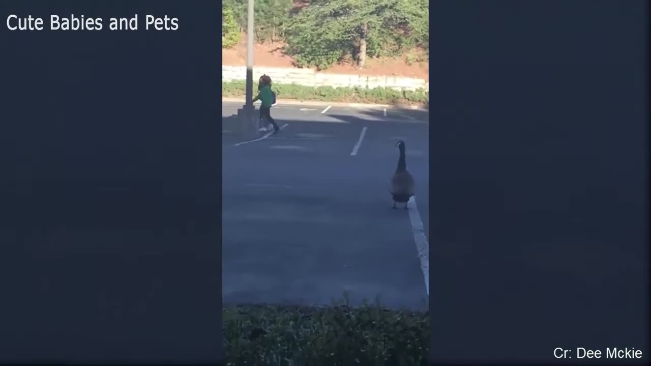 Funny Different Animals Chasing and Scaring People