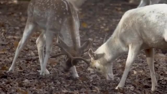 Tow Animals Fighting In A Tree