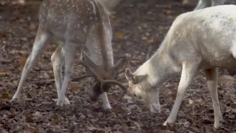 Tow Animals Fighting In A Tree