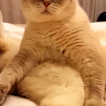 Rescue Dog Experiences A Bed For The First Time