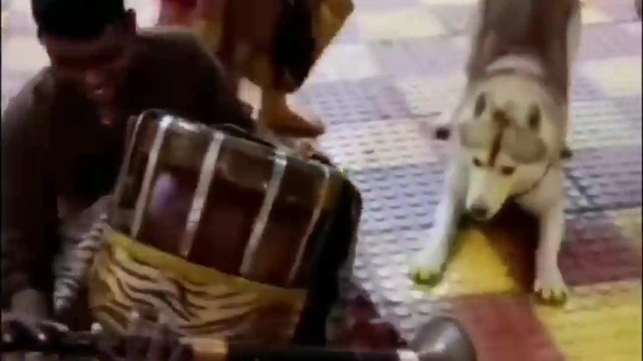 FUnNY ANImaL vIdeos🤣😍