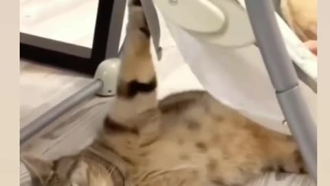 Funny animal video