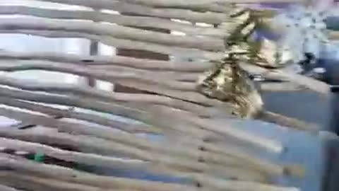 Covid disappears when you sit down , magic