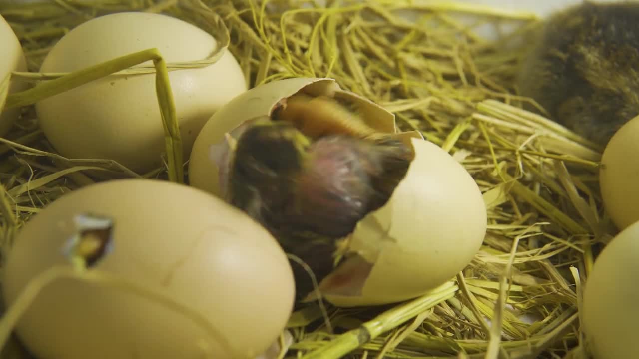 The Eggs Have Hatched, But Tiny Kitten Pudding Only Dares To Watch From Afar