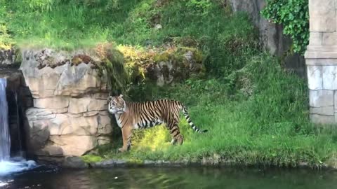 The eyes of the tiger!!!