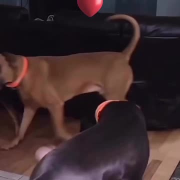 I can't stop làughing😂😂