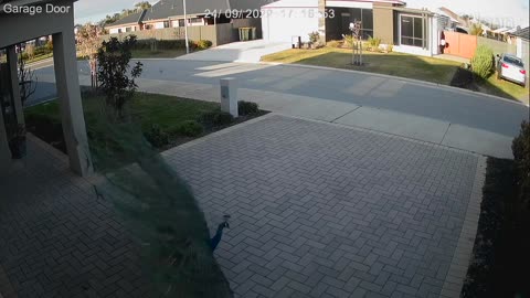 Magnificent Peacock Tries to Attract Ladies Caught by Security Camera