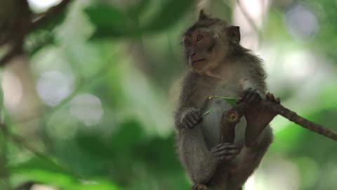 Little Wild Monkey Eating a Leaf