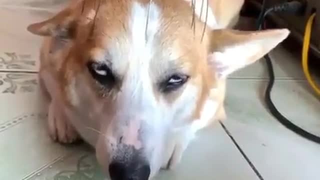 Oh yes that hits the spot! 🐶🙈