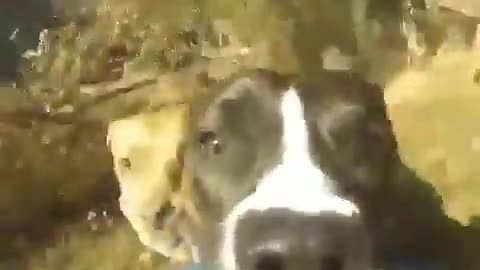 Dog stealing camera from owner lol