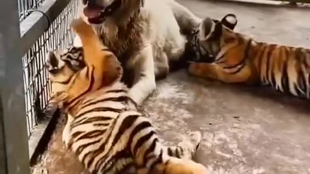 65_Naughty little guy#tiger