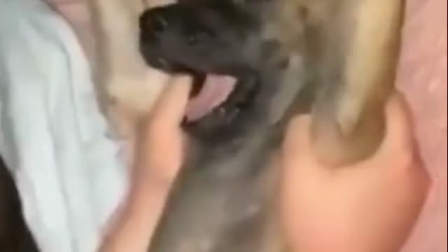 Funny videos of animals part 216
