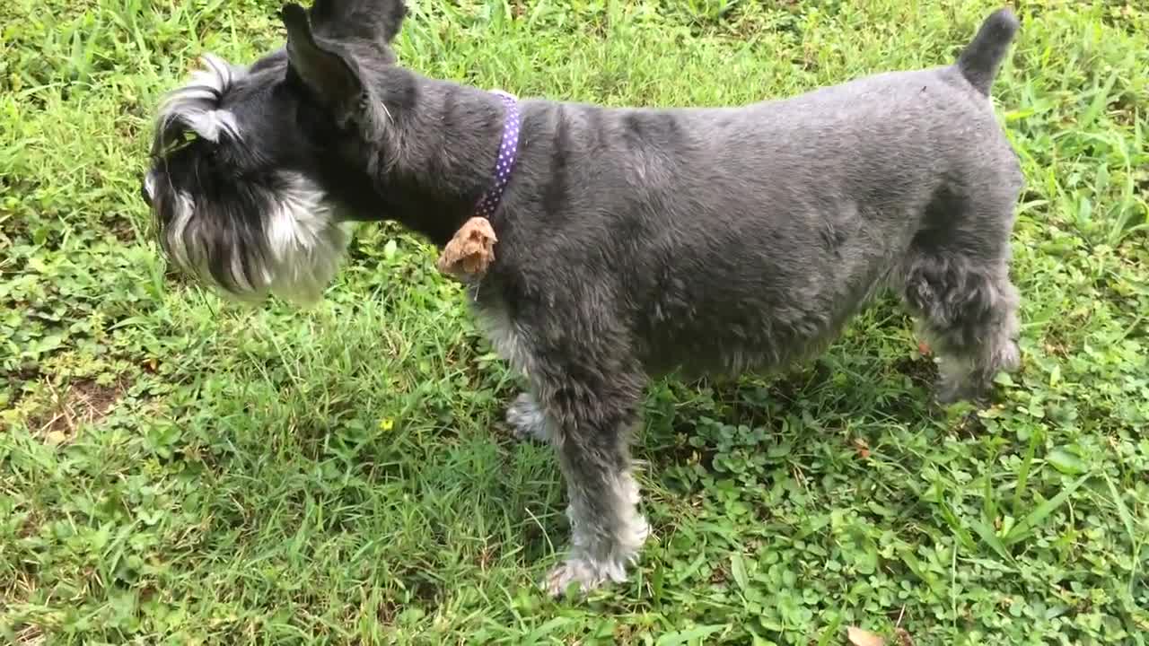 Miniature Schnauzer with Cats!