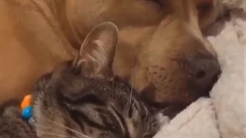 Cat_and_Dog_Friendship_-_Dog_and_Cat_Pure_Love_#shots_videos