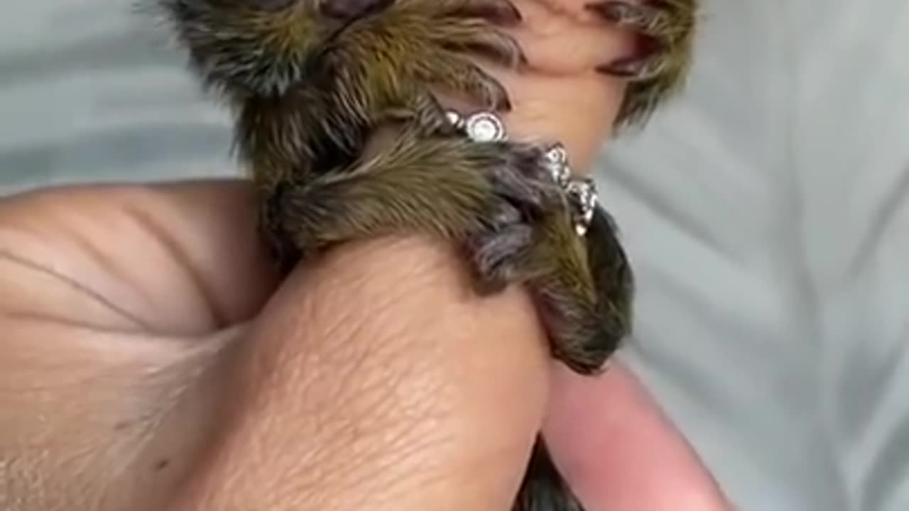 Finger Monkey Transformation 🐒💙 #FingerMonkey #Marmoset #Monkey