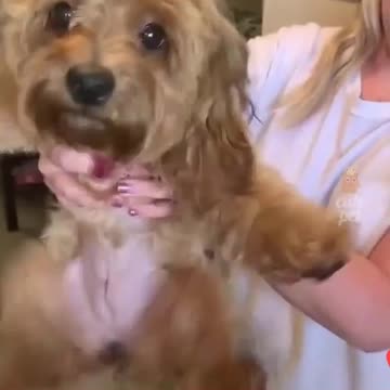 Cachorros Maravilhosos.