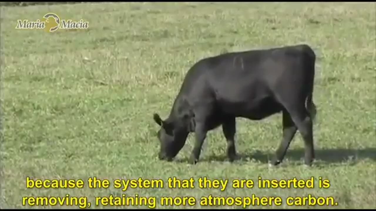 Coma CARNE e SALVE o planeta. Escancarando a FARSA contra a PRODUÇÃO e CONSUMO de CARNE.