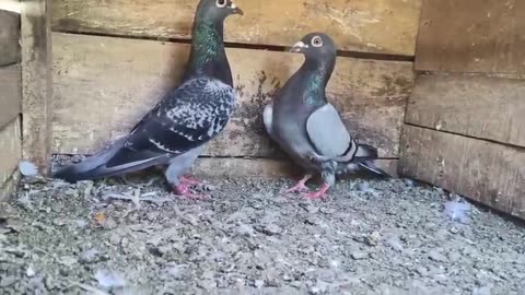 Beautiful pigeon breeder pair best flying