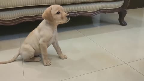 Dog training