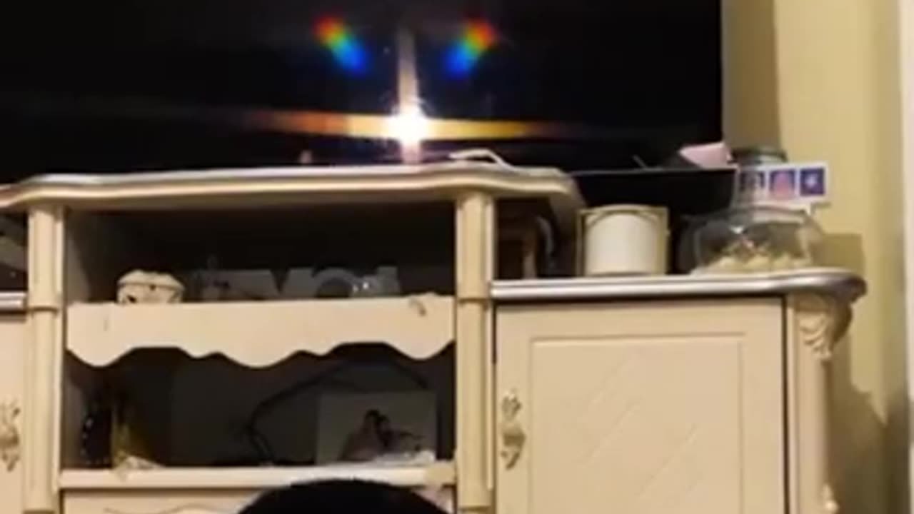 Funny animals videos