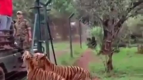 Tigers attack on the tourist