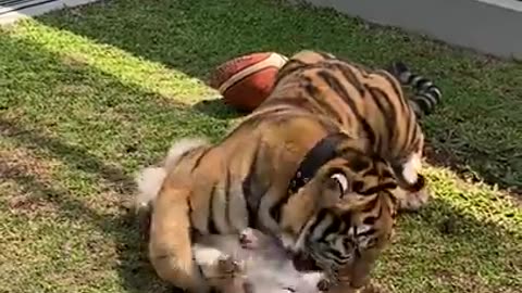 Cute Corgi plays with tiger friend_(720P_HD)