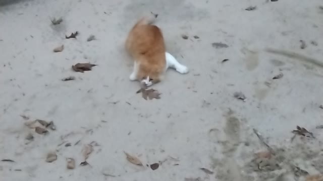 Adorable Cat LOVES the sand!