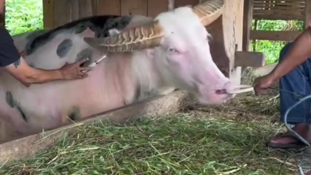 Buffalo goes berserk when he wants to inject something