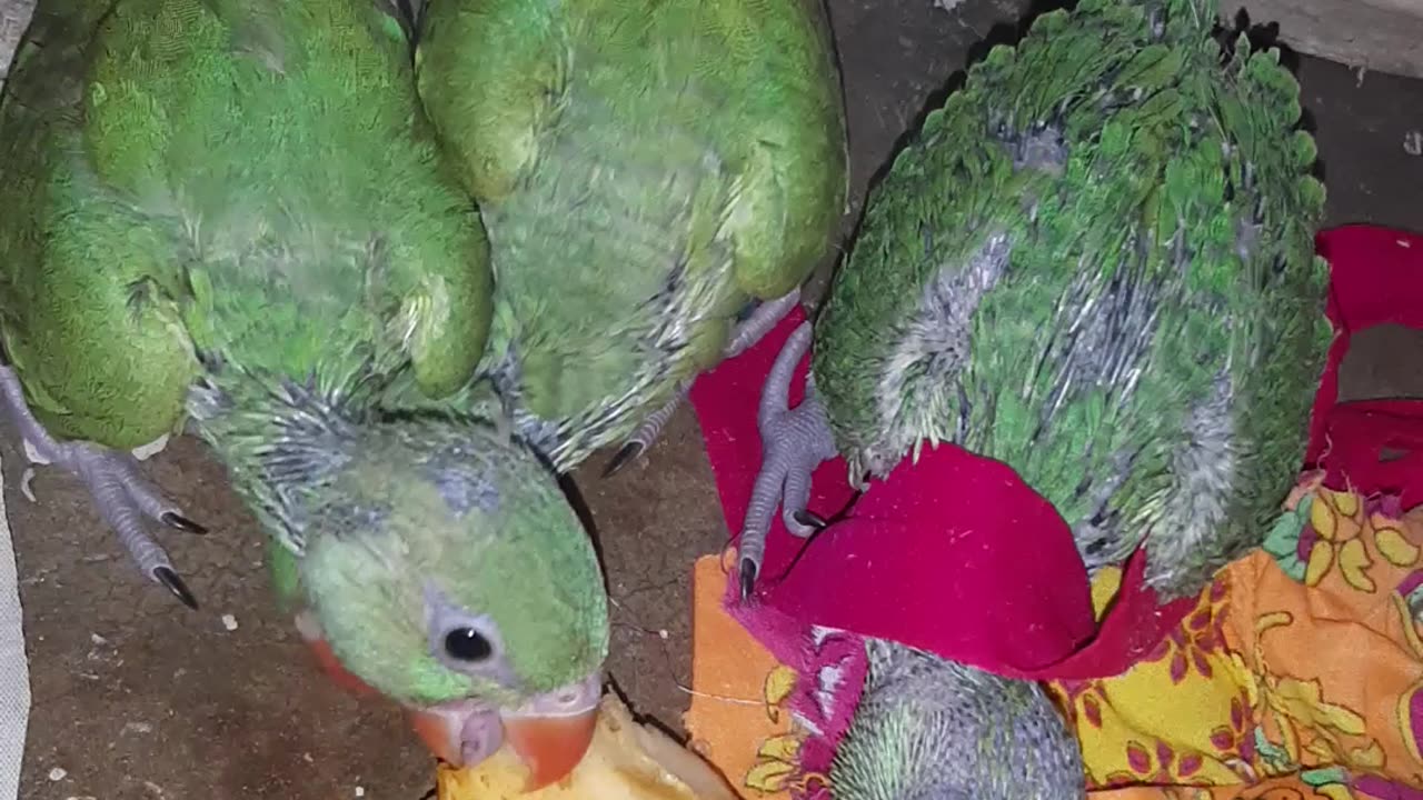 Green parrot chicks enjoying their meal and they won't give you a single bite 😄